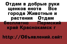 Отдам в добрые руки щенков енота. - Все города Животные и растения » Отдам бесплатно   . Пермский край,Краснокамск г.